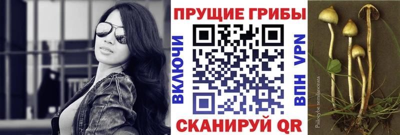 Галлюциногенные грибы Psilocybe  Купить где  Руза 